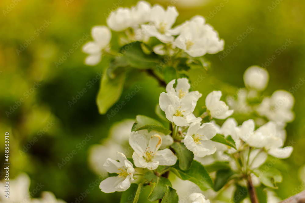 Close up of white buds of apple tree in the garden. Blooming apple tree  branch. Spring background, copy space