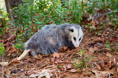 A juvinal opossum in the woods near Mobile Alabama. The opossum is a marsupial of the order didelphimorphia, endemic to America photo