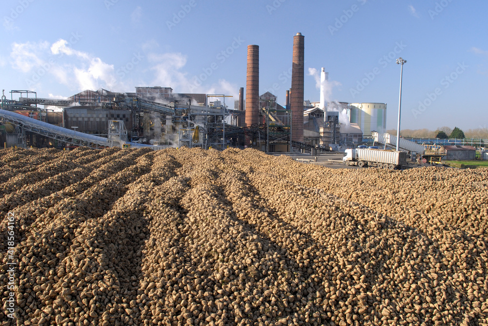 Sucrerie Saint Louis Sucre, Eppeville (Somme), groupe Sudzucker. Aire de stockage betteraves Sucrerie Saint Louis Sucre, Eppeville (Somme), groupe Sudzucker. Aire de stockage betteraves