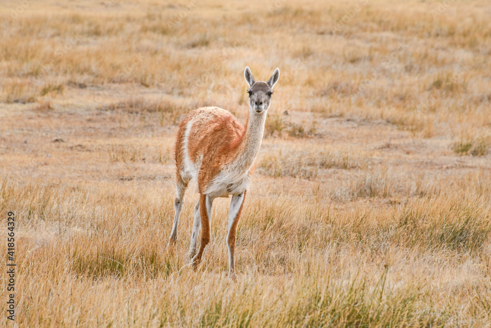 Naklejka premium A wild guanaco in Patagonia National Park, Aysen, Patagonia, Chile