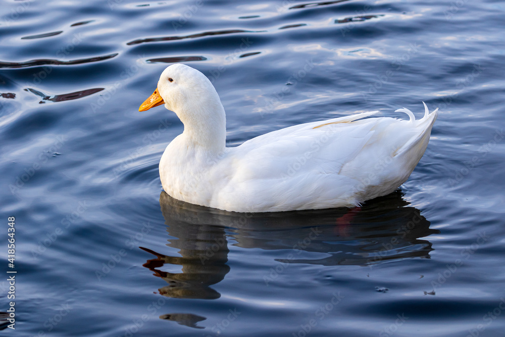 A large bright white duck with a bright orange beak swims in blue water. Wildlife. Close-up.