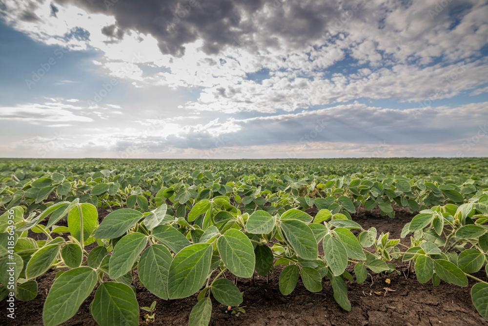 Soybean field ripening at spring season, agricultural landscape