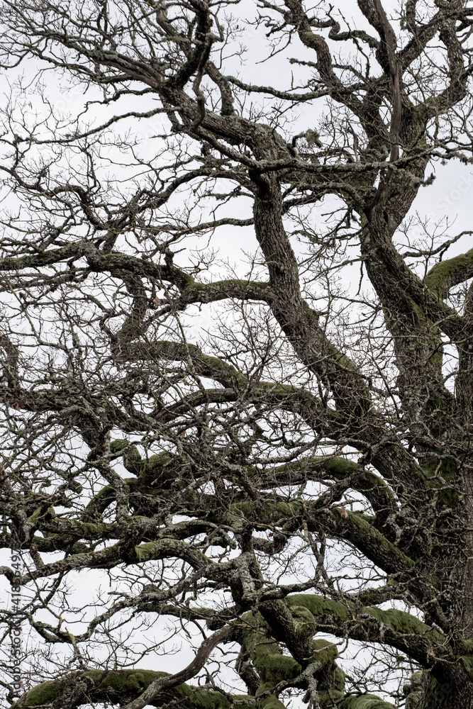 Fototapeta premium branches of a tree