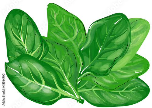 spinach leaves