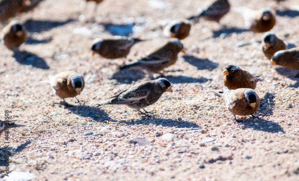 Black Rosy-Finch (Leucosticte atrata) in Winter on the Plains of Colorado Black Rosy-Finch (Leucosticte atrata) in Winter on the Plains of Colorado