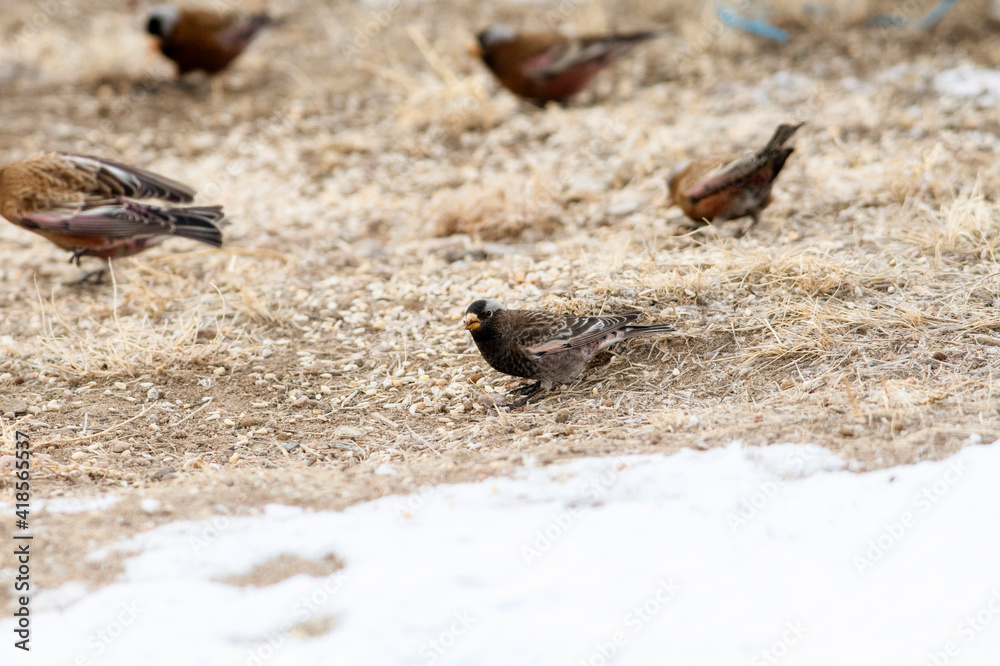 Black Rosy-Finch (Leucosticte atrata) in Winter on the Plains of Colorado Black Rosy-Finch (Leucosticte atrata) in Winter on the Plains of Colorado