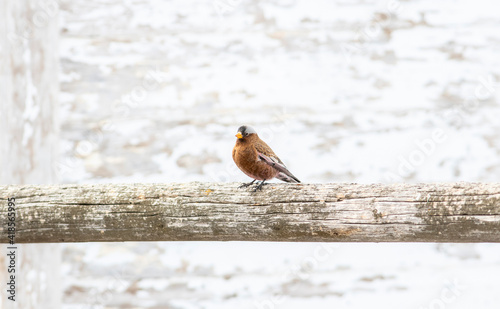 Gray-crowned Rosy-Finch (Leucosticte tephrocotis) in Winter on the Plains of Colorado photo