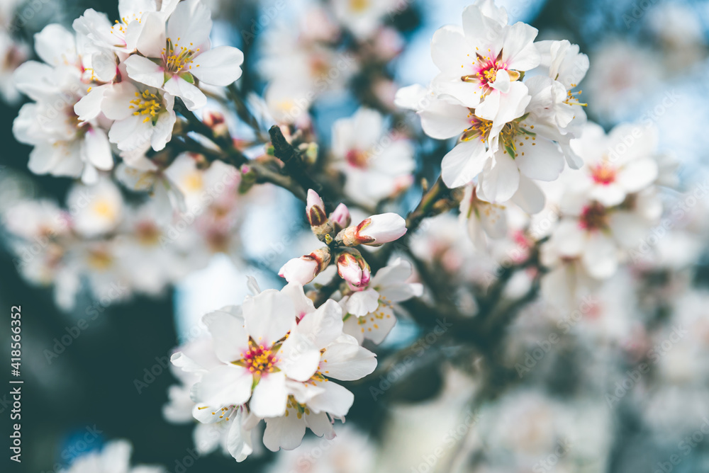 flowering trees and the beginning of spring flowering trees and the beginning of spring