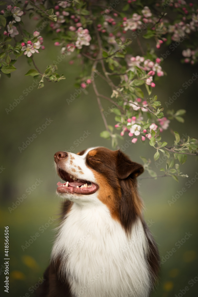 happy dog and spring flowers