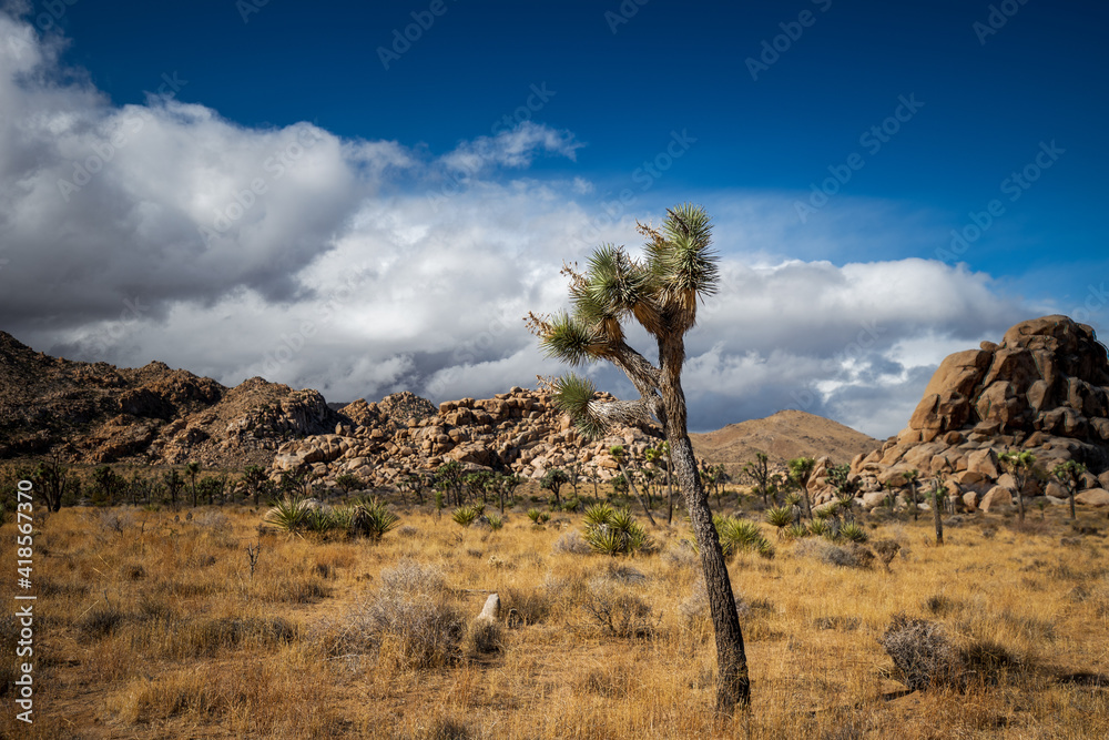 Fototapeta premium Cloudy day in Joshua Tree