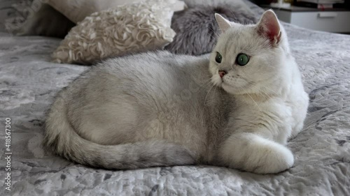White British cat, Silver Chinchilla breed, lies on a bed in a bedroom. Close-up. High quality FullHD footage. photo