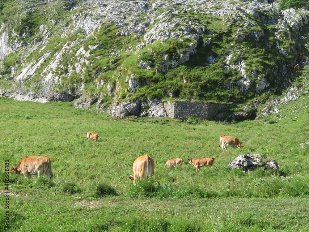 Beautiful large cows and well nourished by the green pastures of the mountain Beautiful large cows and well nourished by the green pastures of the mountain