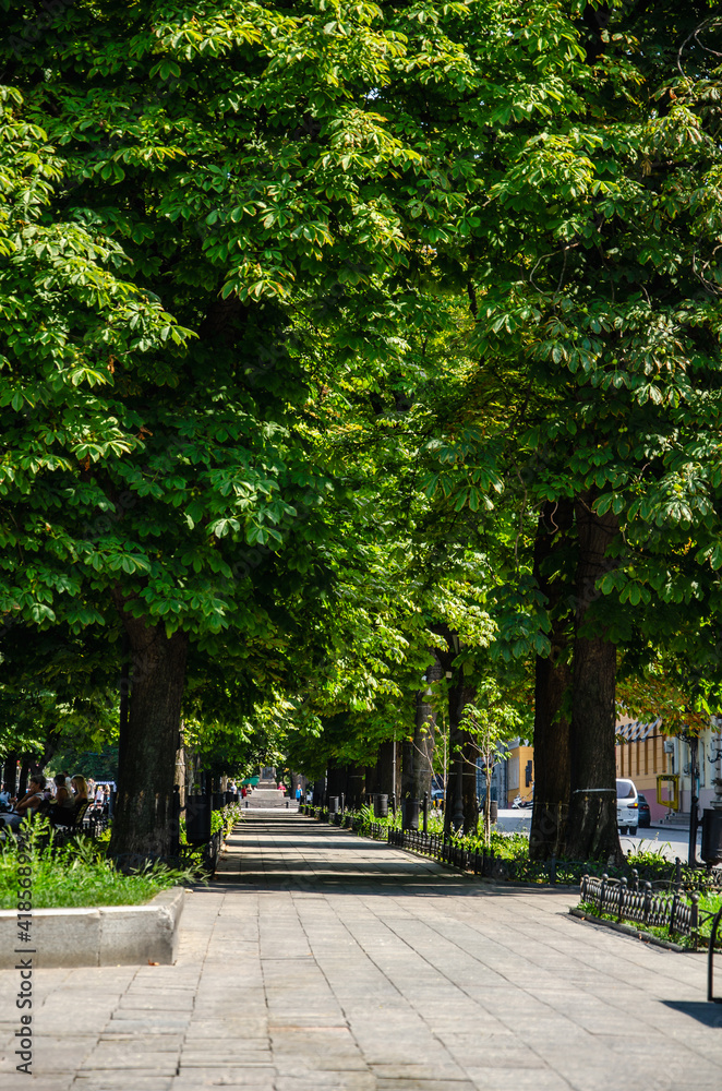 Park alley with green trees in city