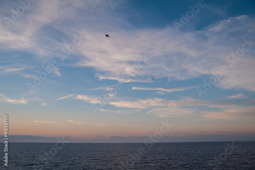 Picturesque sky with flying seagulls