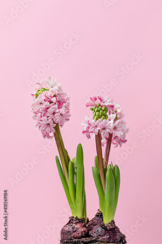 spring hyacinth flowers in buds, minimalistic composition on a delicate pink background. copy space