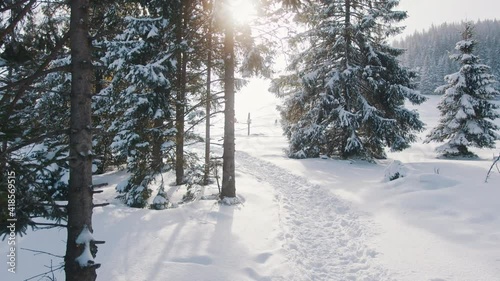 Wallpaper Mural The road through the snowy forest. Trees in the snow. Morning sunrays . High quality 4k footage Torontodigital.ca