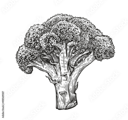 Broccoli in vintage engraving style. Healthy food sketch vector illustration