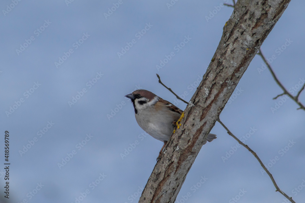 bird on a branch