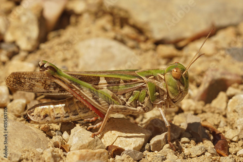 Closeup of the colorful and large French grashopper , Oedaleus decorus with it's pink legs