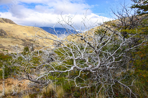Stunning scenery along the Patagonia National Park, Aysen, Patagonia, Chile