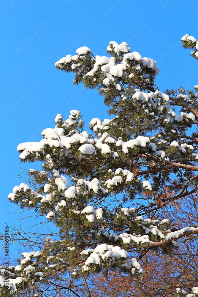 the beginning of winter. snowy spruce in the botanical garden the beginning of winter. snowy spruce in the botanical garden