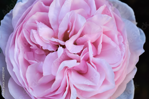 Cute pink rose