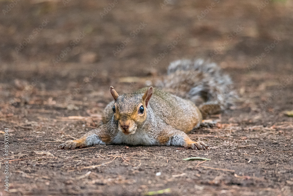 Fototapeta premium Gray squirrel refreshes himself lying on the ground