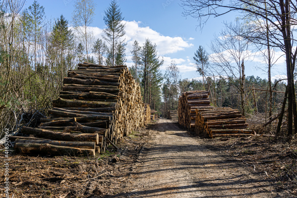 Abgesägte Bäume, Baumstämme (Holzpolter) aufgestapelt am Weg im Wald Arbeit der Forstwirtschaft