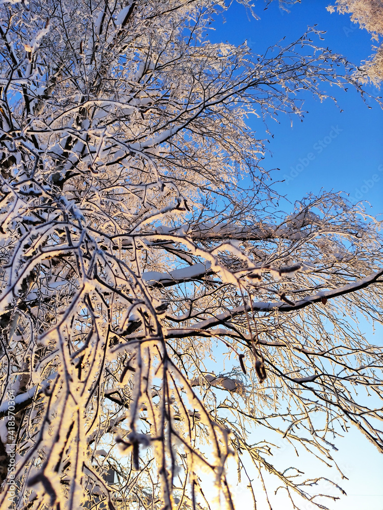 Snow-covered trees in hoarfrost against a clear blue sky. Bright winter day in the forest. Sunny cold weather. Snow-covered trees in hoarfrost against a clear blue sky. Bright winter day in the forest. Sunny cold weather.
