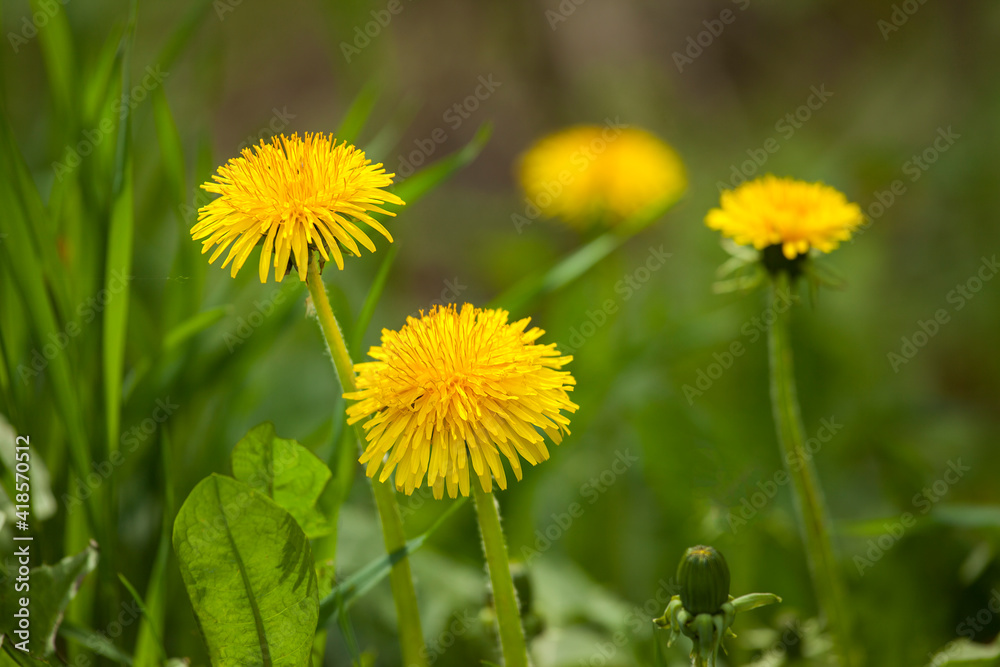 Dandelion, Taraxacum officinale, in flower, close-up Dandelion, Taraxacum officinale, in flower, close-up