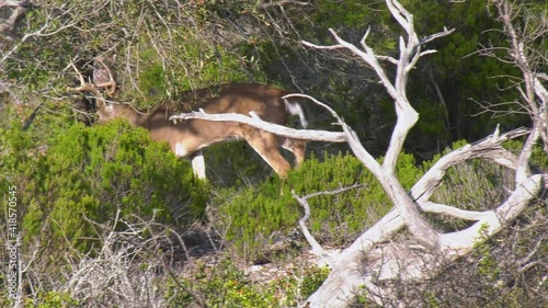 Whitetail buck deer rubs some pine branches then walks