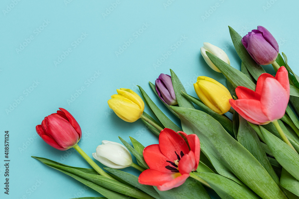 spring colored tulips on a soft blue background. with space for the text. a greeting card, an invitation to a holiday. spring colored tulips on a soft blue background. with space for the text. a greeting card, an invitation to a holiday.