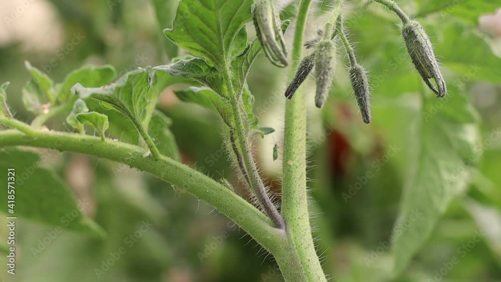 Insecto Nesidiocoris tenis utilizado en el control biológico en tomate