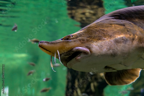 Sturgeon swims in a green river underwater / profile portrait of a fish / Acipenser / beluga