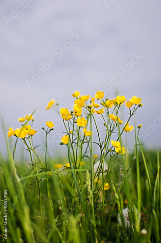 Fresh wildflowers bloom on the field on a beautiful sunny summer day