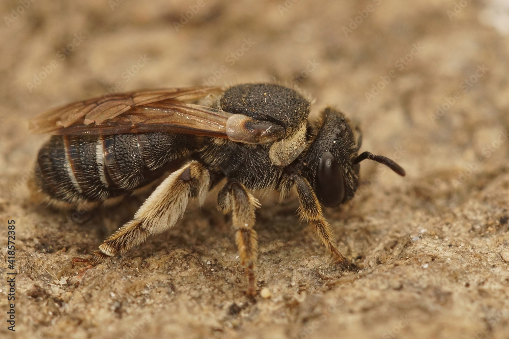 Closeup of a not so common solitary bee, Pseudapis diversipes from Southern France Closeup of a not so common solitary bee, Pseudapis diversipes from Southern France