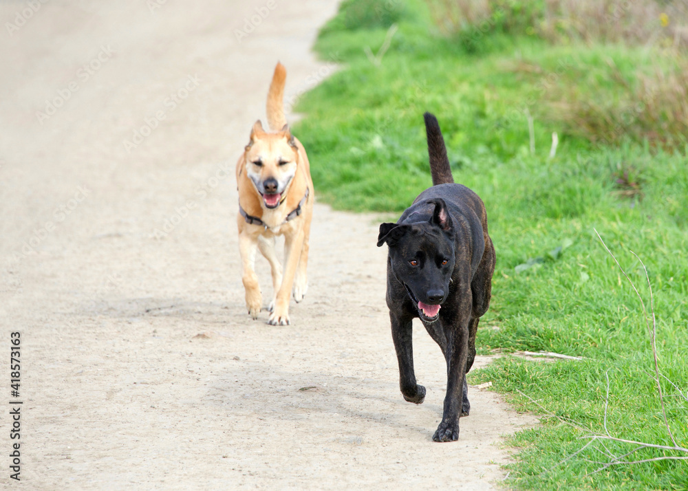 One black Labrador and one brown Labrador dog running down a gravel path through green grass One black Labrador and one brown Labrador dog running down a gravel path through green grass