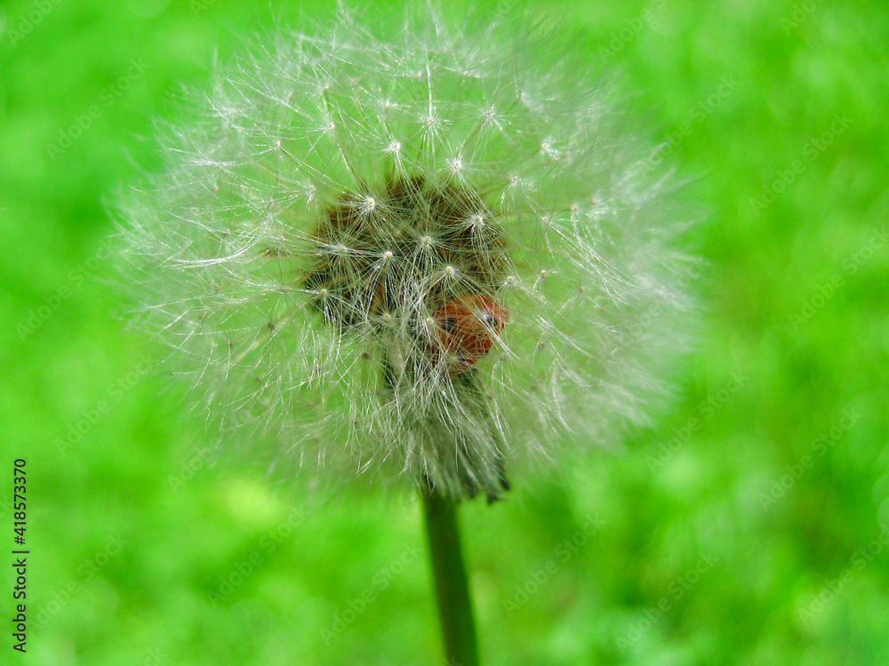 White dandelion in the field, close-up White dandelion in the field, close-up