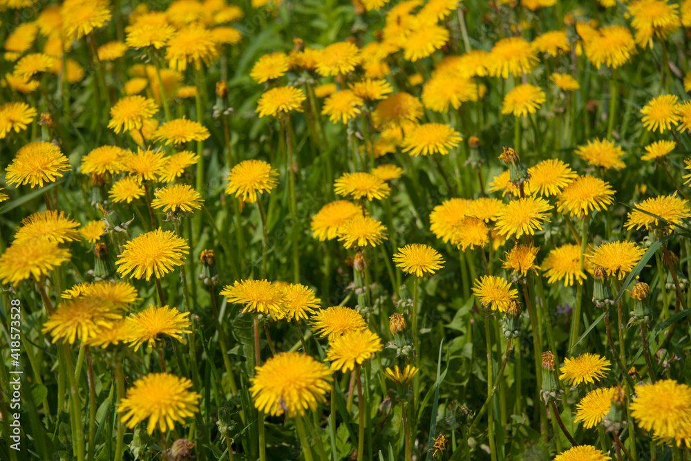 Fototapeta premium Yellow dandelions blooming in the meadow
