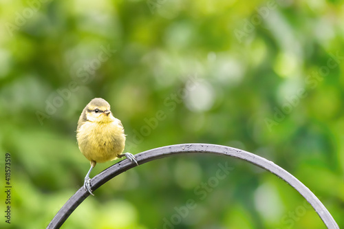 Fototapete Juvenile blue tit perched on a wrought iron rail against lush green foliage bac