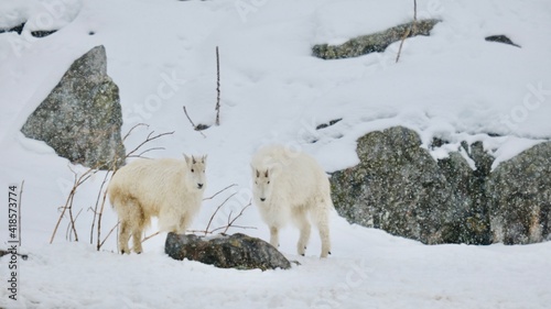 Fototapeta Naklejka Na Ścianę i Meble -  Rocky Mountain goats in winter - photo taken in a wildlife safari of Quebec, Canada