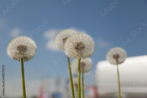 White dandelions against the blue sky 