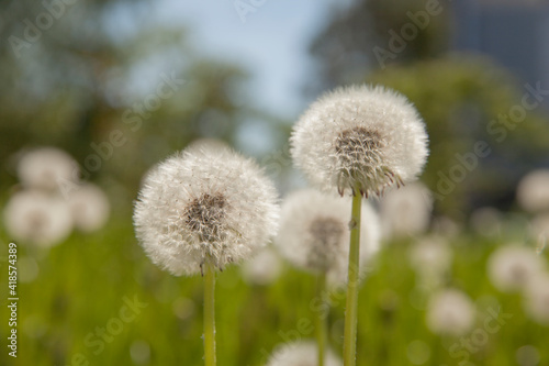 White dandelions in the field