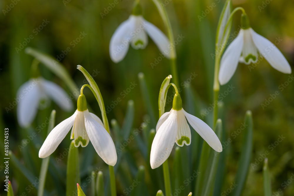 Close-up of three snowdrops in a meadow