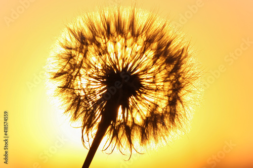 White dandelion on sunset background