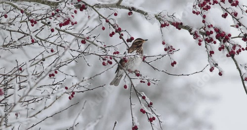 grive mauvis (Turdus iliacus) mangeant et une baie en hiver et s'envolant