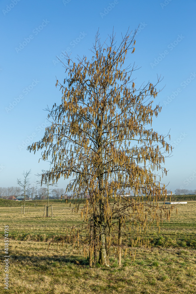 Black alder tree, Alnus glutinosa, with tall male catkins against a blurred background with blue sky