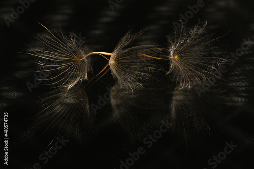 Fototapeta Naklejka Na Ścianę i Meble -  Dandelion seeds on a black background