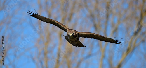 fliegender Mäusebussard (Buteo buteo) // flying Common Buzzard (Buteo buteo) photo