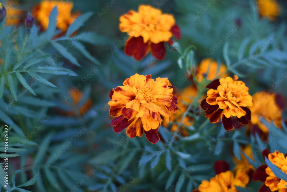 blooming yellow-orange marigolds
